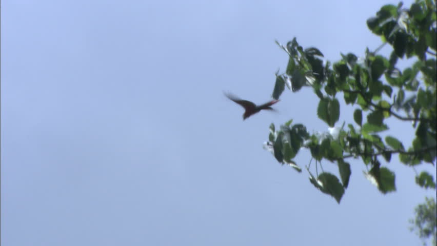 Scarlet Macaw Soaring In Blue Sky, Costa Rica