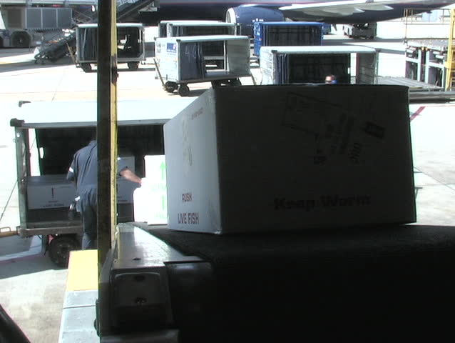 An airline worker loads boxes into a plane's cargo hold.