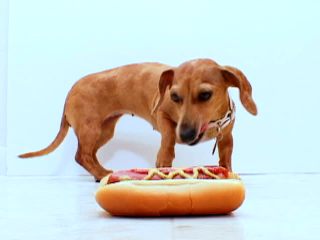 A wiener dog ironically nibbles on a hot-dog.