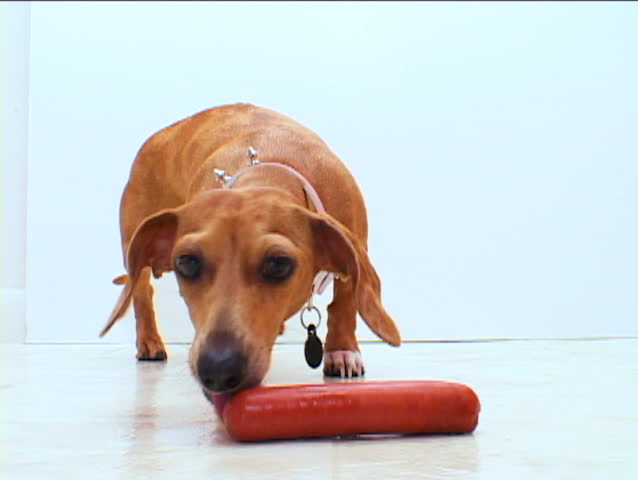 A wiener dog ironically chews on a hot-dog.