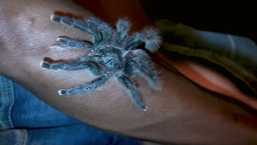 pet Tarantula