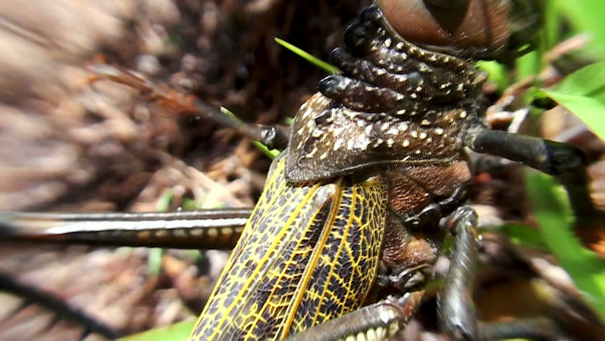 African locust