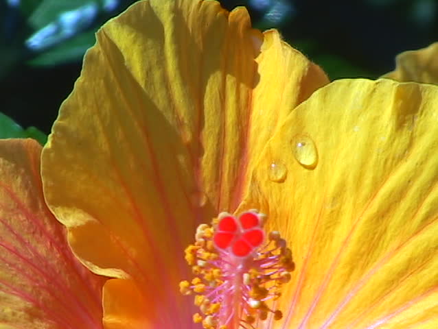 Japanese camellias come in many colors but this bright yellow specimen with its brilliant red stamin is a knock-out.