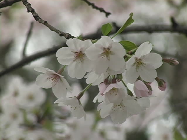 Delicate cherry blossoms symbolize peace and friendship among Japan and the United States.