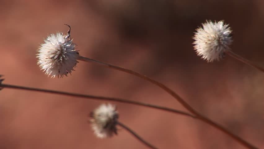 Close-up of a desert wildflower gone to seed.