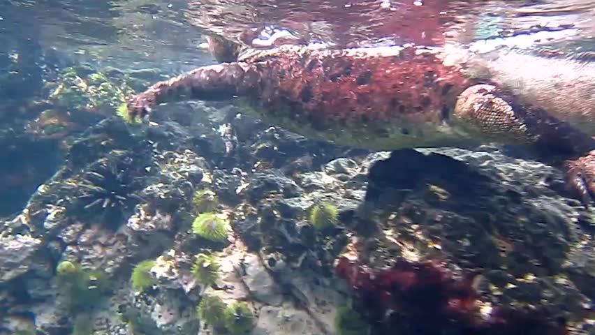 A male Marine Iguana (Amblyrhynchus cristatus) Swimming in the Galapagos Islands (Isabela Island)