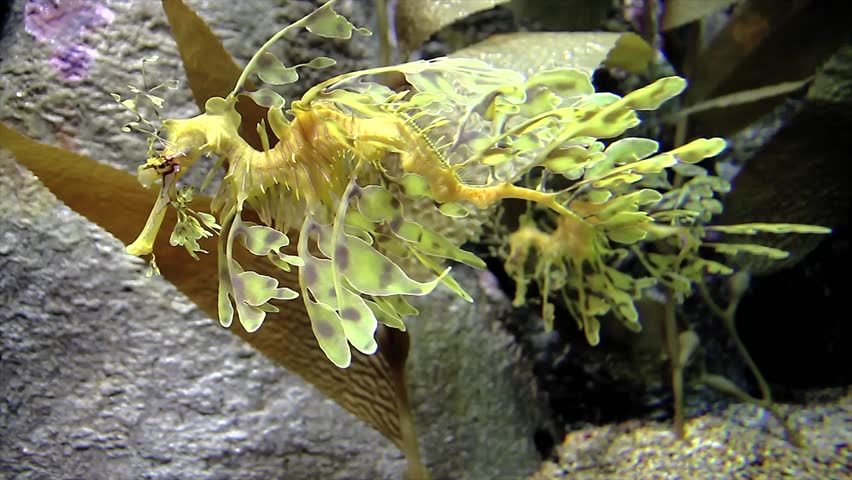 A Leafy Seadragon Drifts Calmly in the Ocean Water