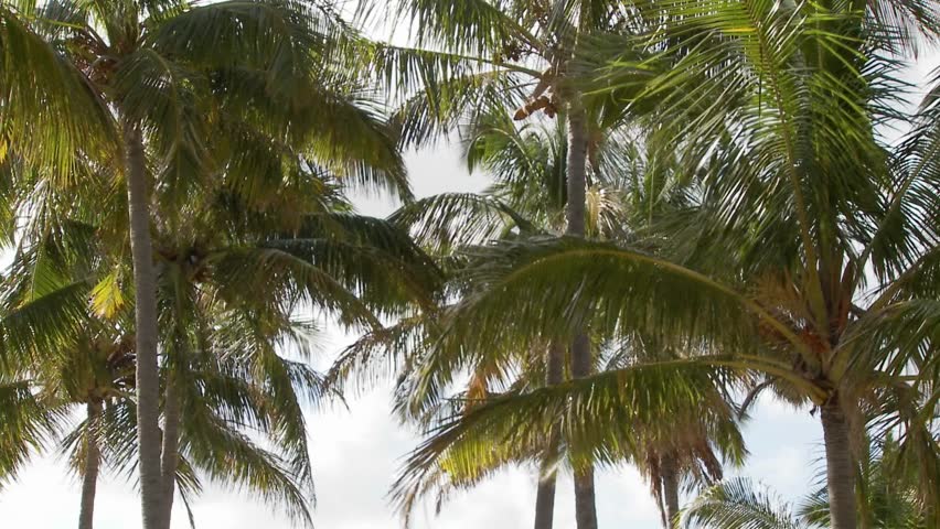 A tilt down to Easter Island statues with the ocean in the background and palms waving.
