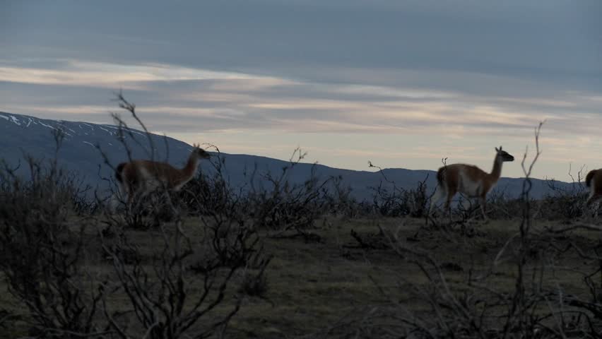 Gorgeous guanaco llamas walk across an open plain in Argentina with the Andes in the background, Patagonia.