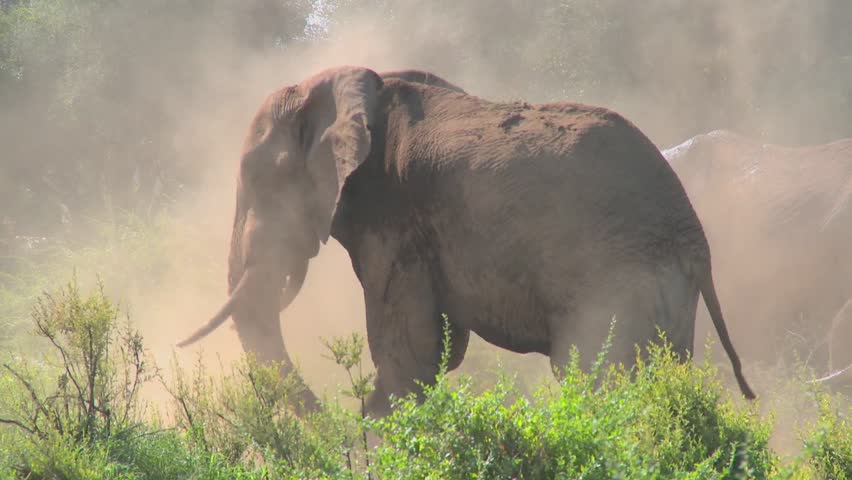 A giant African elephant gives himself a dustbath in this remarkable shot.