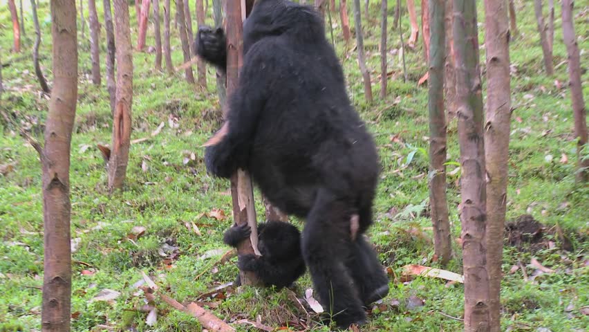 Mountain gorillas get high after eating the sap off eucalyptus trees in Rwanda.