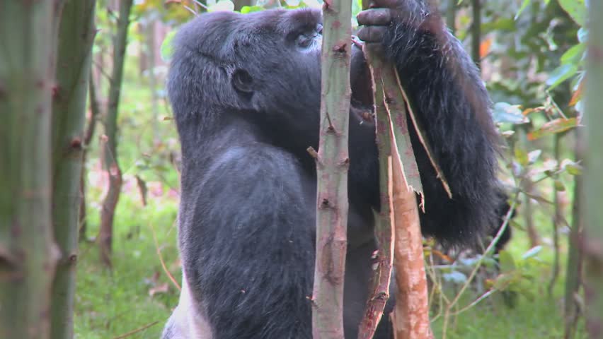 Mountain gorillas get high after eating the sap off eucalyptus trees in Rwanda.