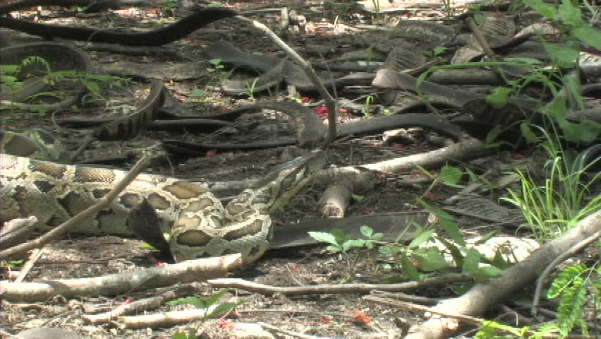 Aggressive python