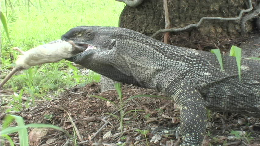 Black throat monitor swallows rat