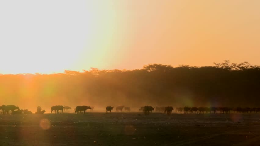 Cape buffalo migrate across the dusty plains of Africa.