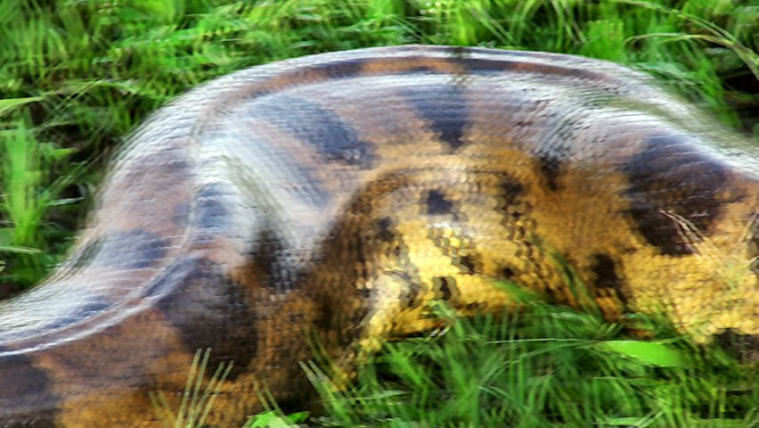 wild anaconda