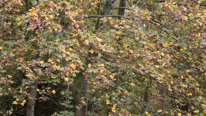Wind blowing on maple trees in fall foliage. Some leaves and seeds are falling from the trees.