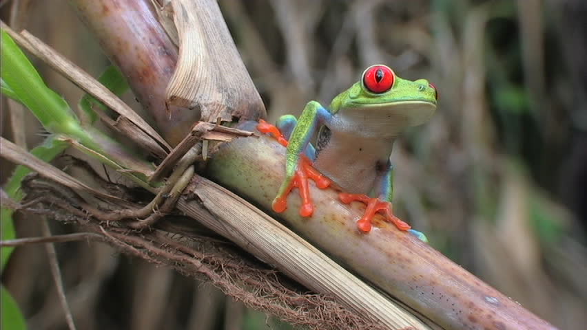 Red-eyed tree frog