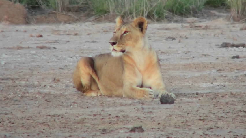 A female lion looks alertly around on the plains of Africa.