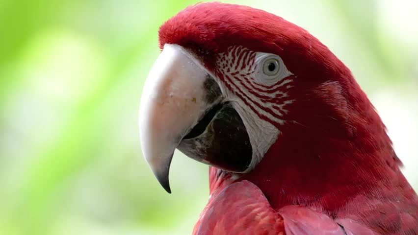 Red Macaw head close-up