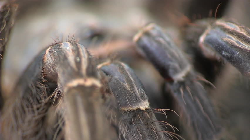 Tarantula