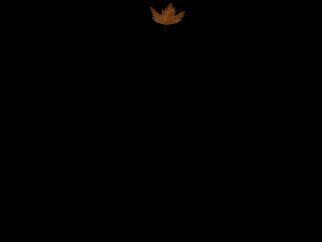Falling autumn leaf against black background