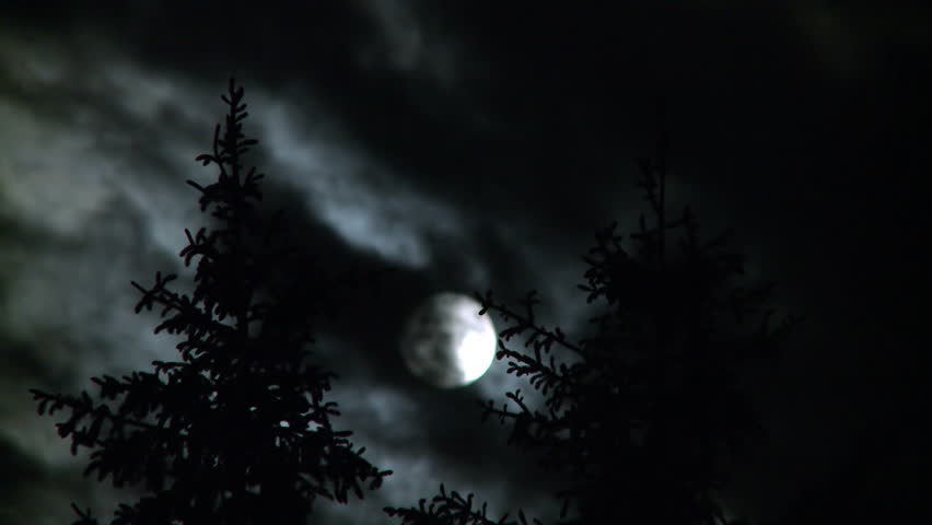 Full moon and pines at night