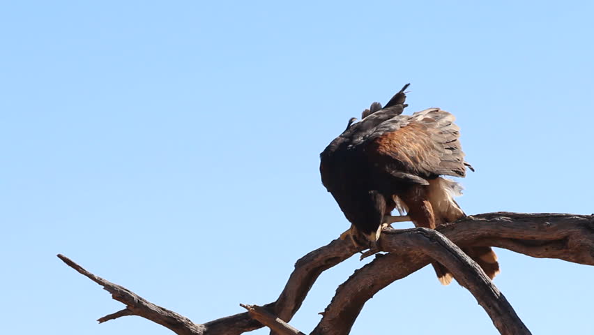 Harris hawk rubs beak on branch, tongue hanging out on very hot, summer day. 1080p
