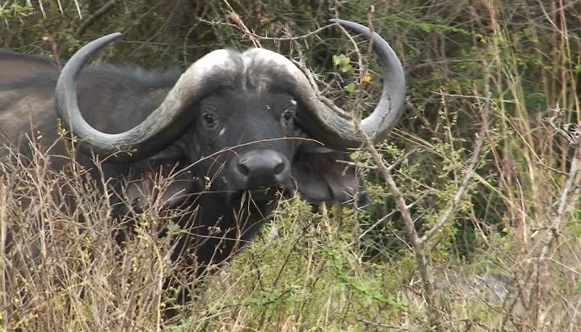 A buffalo in the grass.