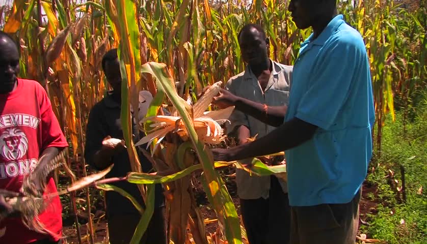 AFRICA - CIRCA 2009: Workers in a cornfield pull the ears of corn off the stalks and place them in a basket.