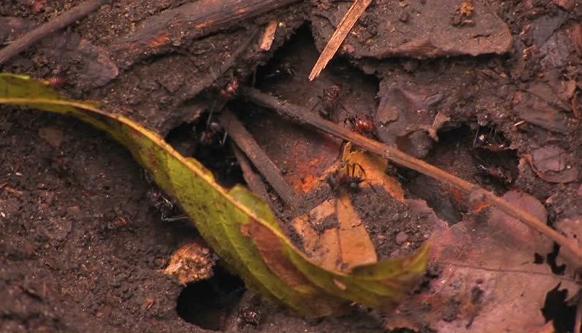 Giant ants work around the entrance to their colony.