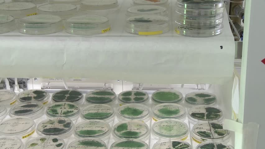 Biofuels. Dolly movement from a petri dish scale photo-bioreactor, different sorts of cyanobacteria cultures, blue algae being cultivated under lab conditions.