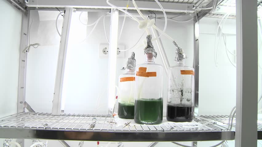 Algae flasks. Dolly movement from a photo-bioreactor we see different sorts of cultures of algae being aired with carbon dioxide.