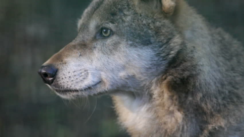 wolf