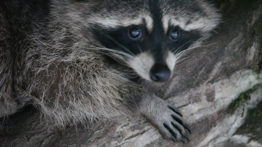 raccoon
