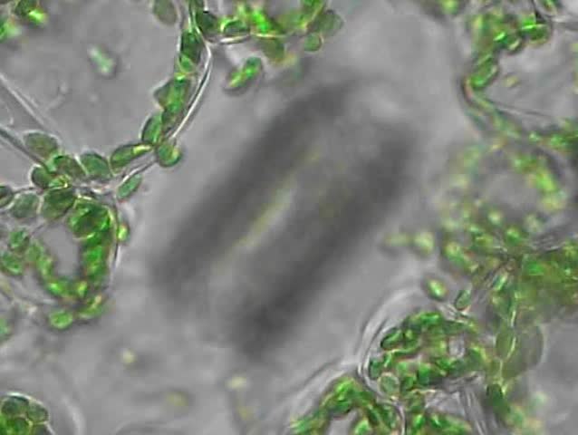 Leave chloroplast in the cells and stoma