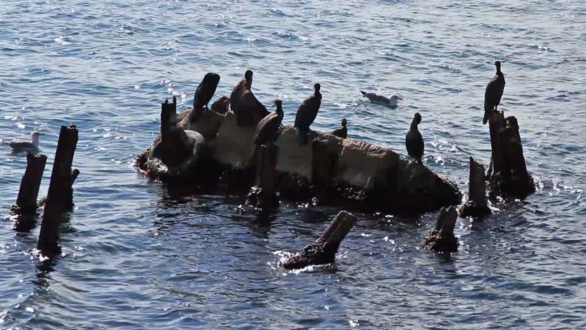 Black herons perched on a wreck in search of fish in Bosporus Sea, Istanbul 