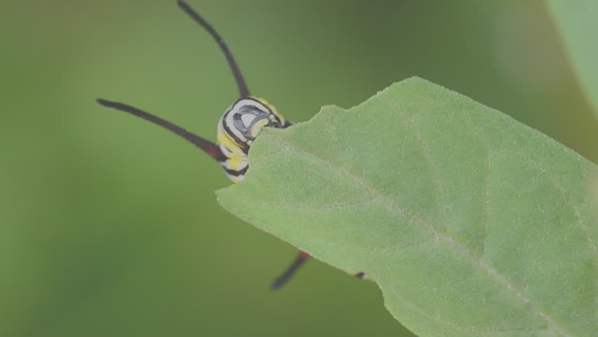 Plain Tiger Caterpillars eat leaves Time lapse