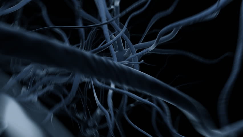 Fast flight through brain, seamless loop