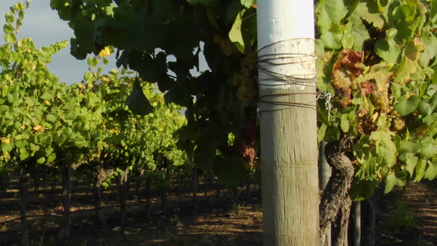 Dolly move across a row of grape vines in a Santa Barbara County vineyard, California.