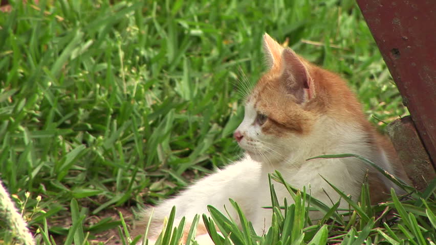 kitten relaxing and watching the world around him