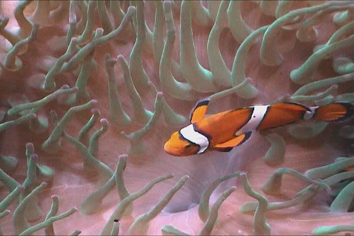 Clown fish darting amongst the stinging tentacles of the Sea Anemone 