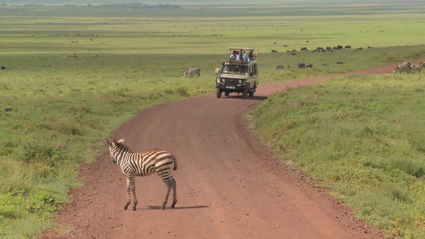 KENYA, AFRICA - CIRCA 2009: A safari jeep encounters a zebra on the road circa 2009 in Kenya.
