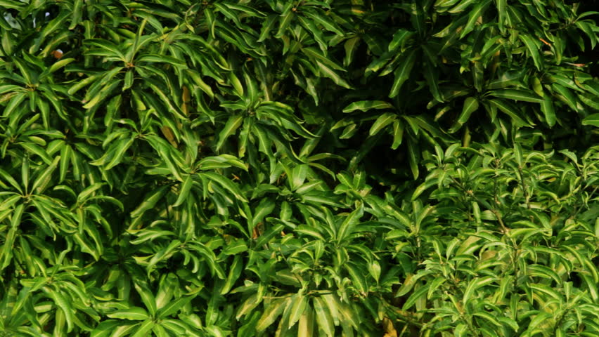 tropical forest