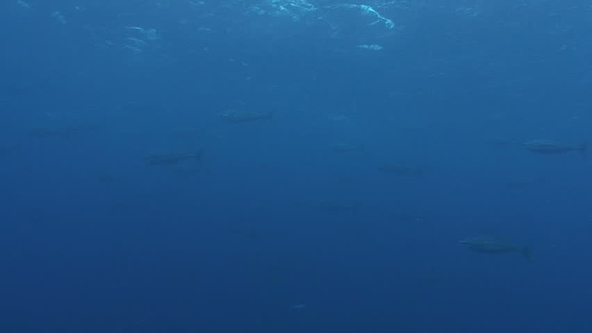 School of Tuna