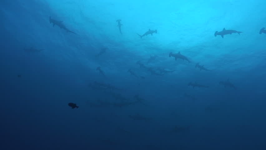 School of Hammerhead sharks