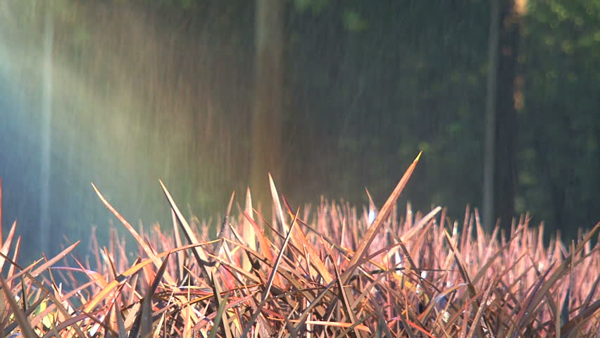 giving water to the plants