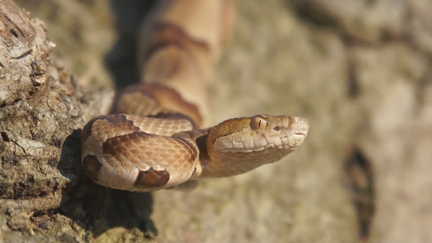 Copperhead Snake (Agkistron contortrix) is a venomous snake found throughout the southern United States.
