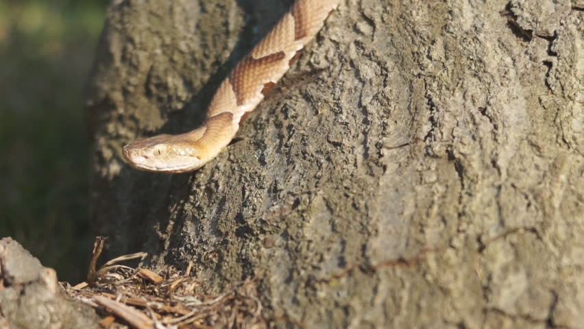 Copperhead Snake (Agkistron contortrix) is a venomous snake found throughout the southern United States.