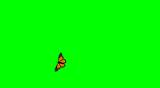 Butterfly Animation Green screen Spring butterfly's wing Flight wings Alpha